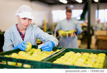 Young woman working at fruit warehouse, checking apples in boxes before storage or delivery to stores 78986182