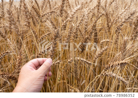 收穫時的麥田麥穗（6月）的男人小麥 78986352