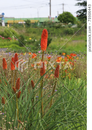 初夏公園裡盛開的特里托瑪紅花 初夏公園裡盛開的特里托瑪紅花 78986443