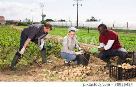 Gardeners during harvesting of potatoes outdoor Gardeners during harvesting of potatoes outdoor 78986484