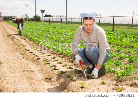 Female gardener planting seedlings of lettuce Female gardener planting seedlings of lettuce 78986621