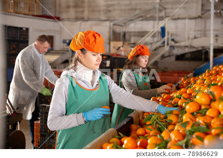 Woman working on producing sorting line at fruit warehouse 78986629