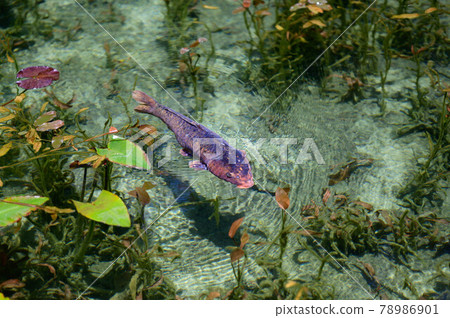 Carp of a pond 78986901