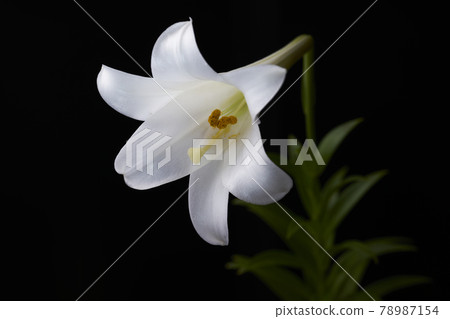 Easter lily Shirayuri 78987154