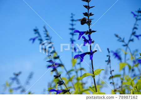 新宮前公園Salvia Garanichika（草甸鼠尾草）和木蜂花壇中的紫色花朵 78987162