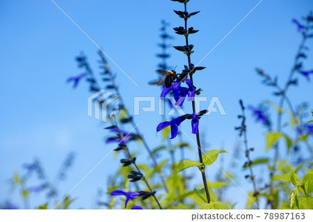 Purple flowers in the flowerbed of the new Miyamae Park Salvia Garanichika (meadow sage) and carpenter bee Purple flowers in the flowerbed of the new Miyamae Park Salvia Garanichika (meadow sage) and carpenter bee 78987163