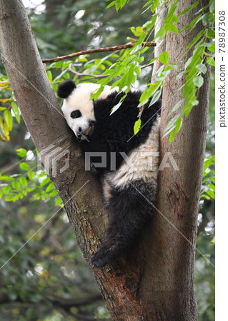 A child panda on a tree 78987308