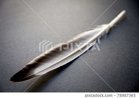 Feather on gray background Feather on gray background 78987365