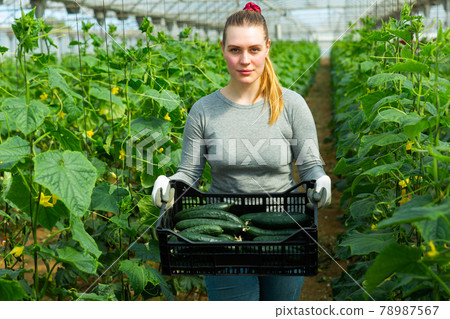 Woman farmer carries plastic box full of ripe cucumbers 78987567