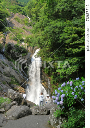 People watching the waterfall on the way back to Karatsu where the hydrangeas are in full bloom 78987741