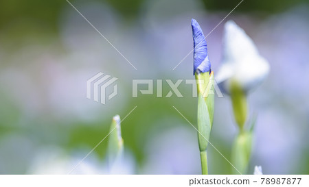 After the rain, buds waiting for flowering in the gentle light 78987877