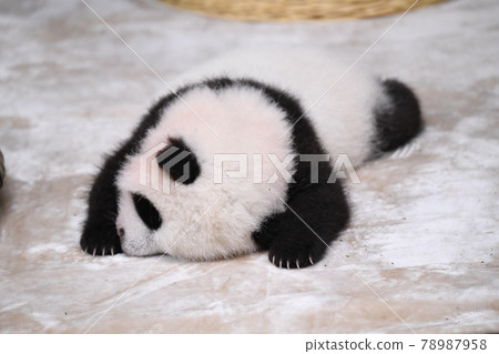 Baby panda sleeping soundly on a blanket Baby panda sleeping soundly on a blanket 78987958