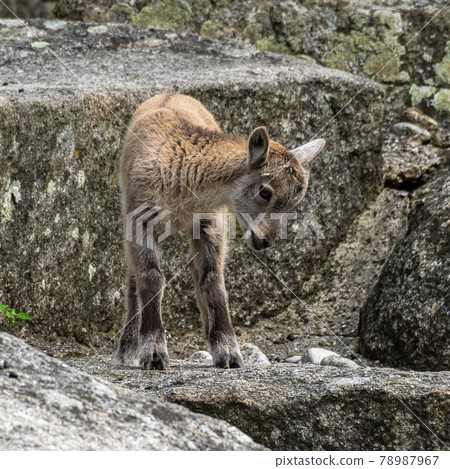 Young baby mountain ibex or capra ibex on a rock 78987967