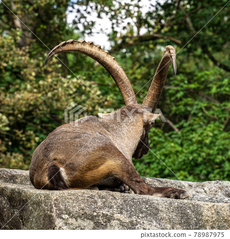 Male mountain ibex or capra ibex on a rock 78987975