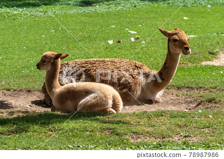 Vicunas, Vicugna Vicugna, relatives of the llama Vicunas, Vicugna Vicugna, relatives of the llama 78987986