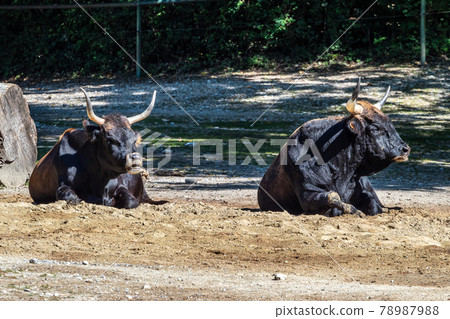 Heck cattle, Bos primigenius taurus or aurochs in the zoo 78987988