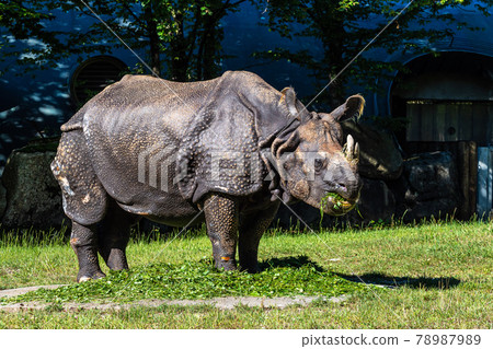 The Indian Rhinoceros, Rhinoceros unicornis aka Greater One-horned Rhinoceros 78987989
