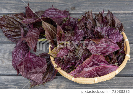 醃李子用紅紫蘇 醃李子用紅紫蘇 78988285