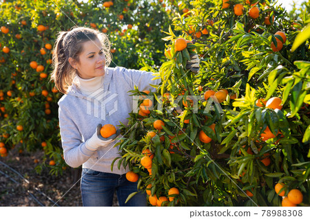 Female farmer picking mandarins Female farmer picking mandarins 78988308