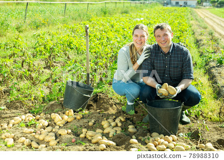 Positive family of gardeners picking harvest of potatoes Positive family of gardeners picking harvest of potatoes 78988310