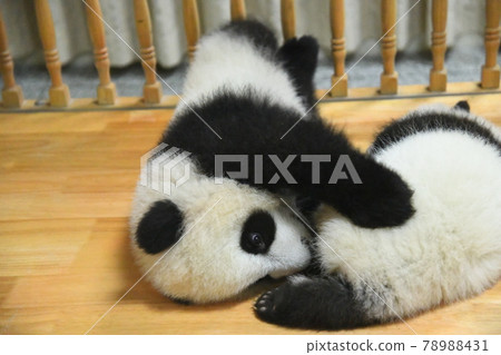 Twins playing with each other Akachan Panda 78988431