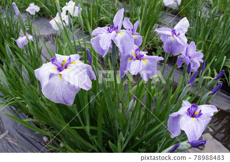 雨後柔光中的阿亞明 78988483