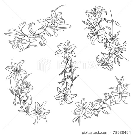 百合插畫線設計 78988494