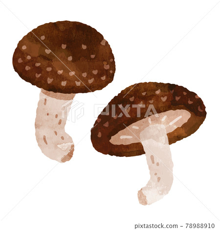 Shiitake watercolor illustration Shiitake watercolor illustration 78988910