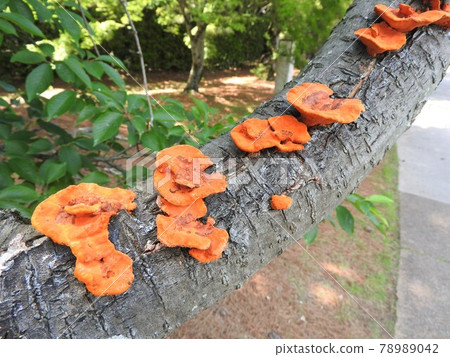 Oyster mushroom (scarlet mushroom) 78989042
