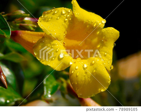 After the rain, the rain turns into water droplets Yellow flowers Allamanda cathartic 78989105