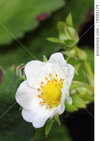 草莓花 草莓花 78989174