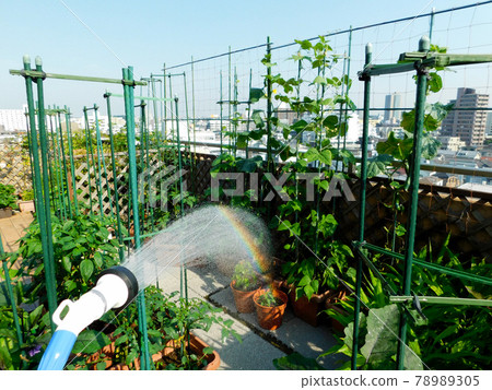 家庭花園澆水時出現彩虹屋頂陽台變成菜園 家庭花園澆水時出現彩虹屋頂陽台變成菜園 78989305