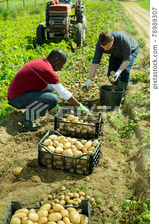 Gardeners sorting potatoes during harvesting outdoor Gardeners sorting potatoes during harvesting outdoor 78989307