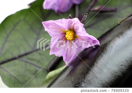 茄子花 照片素材 圖片 73 圖庫