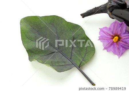 茄子葉 78989419