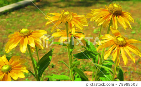 Rudbeckia Prairie Sun Flower Rudbeckia Prairie Sun Flower 78989508