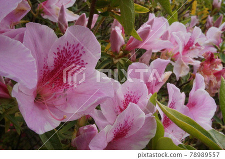 映山紅 映山紅 78989557