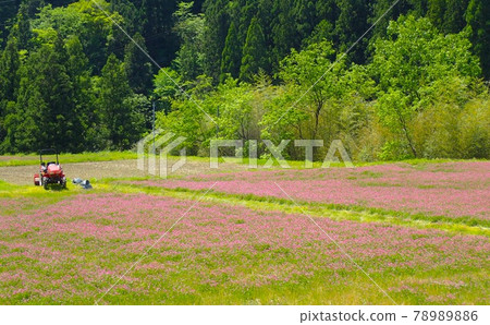 Early spring field where astragalus flowers bloom Early spring field where astragalus flowers bloom 78989886