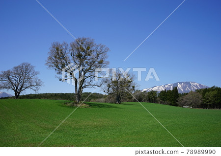 Koiwai farm in spring is the best 78989990