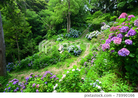 Hydrangea Festival Shimoda Park 78990166