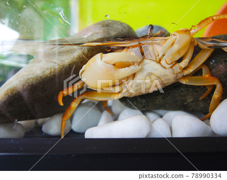Sawa crab diving under a stone while being bred in an aquarium 78990334