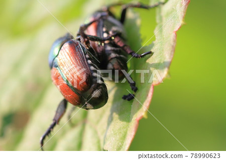 日本本土甲蟲的交配 78990623