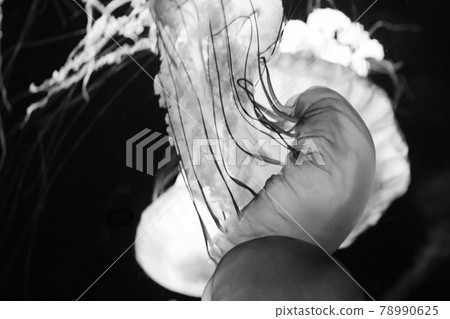 漂浮的水母 漂浮的水母 78990625