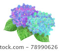 Blue and purple watercolor hydrangea illustration 01 78990626