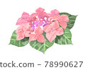 Pink watercolor hydrangea illustration 02 78990627