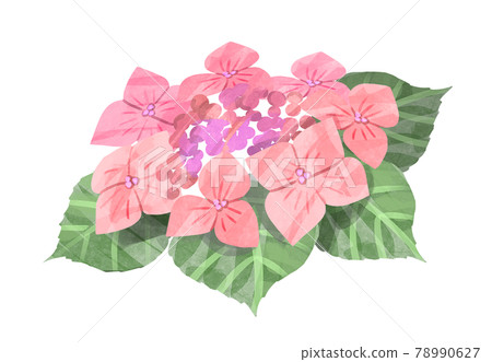 Pink watercolor hydrangea illustration 02 Pink watercolor hydrangea illustration 02 78990627