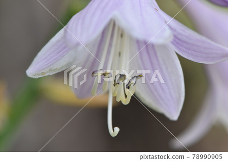 Variegated hosta blooming towards the blue sky 78990905