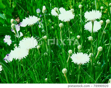 White flower cornflower Satoyama Garden [Kanagawa Prefecture] 78990920