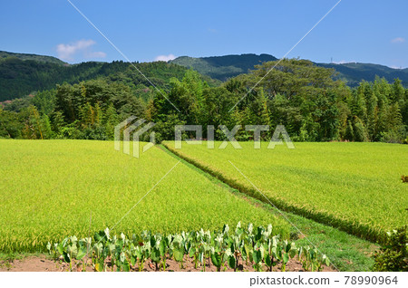 Oyama Town, Shizuoka Prefecture, where rice fields spread Oyama Town, Shizuoka Prefecture, where rice fields spread 78990964