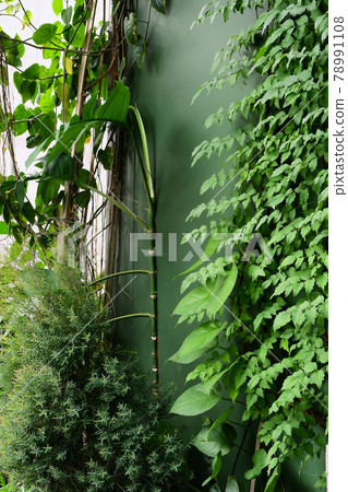 Image of green ivy on wall. 78991108